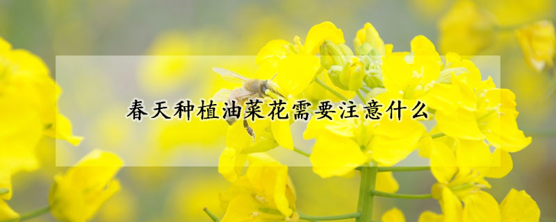 春天种植油菜花需要注意什么