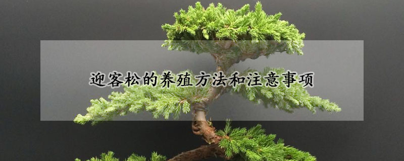 迎客松的养殖方法和注意事项
