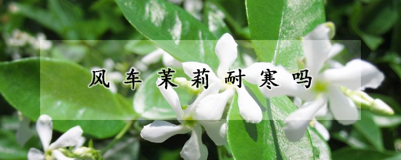 风车茉莉耐寒吗