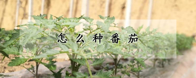 怎么种番茄