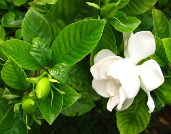 栀子花怎么修剪，栀子花修剪方法