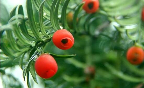 家里养红豆杉风水好吗，起到延年益寿、幸福健康
