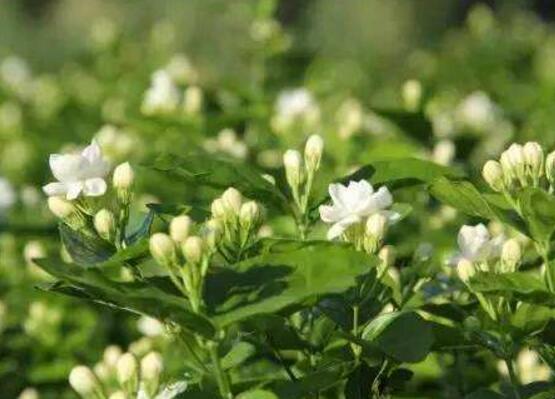 茉莉花烂根了怎么办，换土换盆洗净重新种植