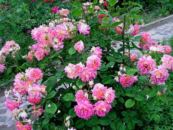 月季花冬季怎么修剪,做好四大修剪要点变得更美观