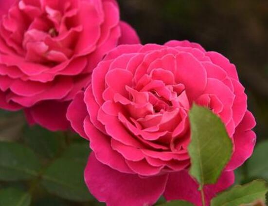 月季花冬季怎么修剪,做好四大修剪要点变得更美观