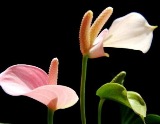 红掌什么时候开花,一年四季均可开花