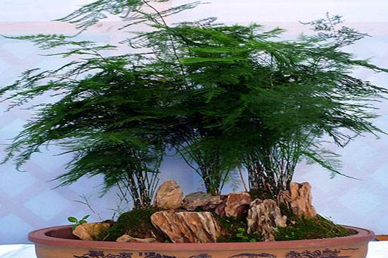 文竹可以用淘米水浇吗，提高盆土酸度、促进枝繁叶茂