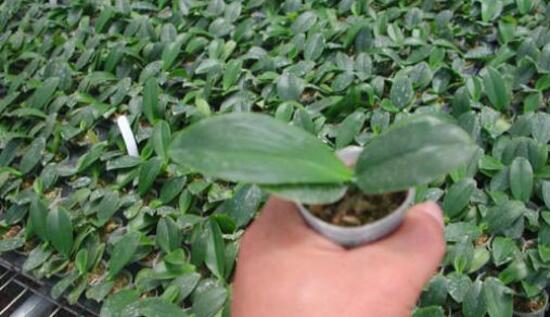蝴蝶兰种子种植方法，自然播种是家庭常用种植方法(繁殖率低)