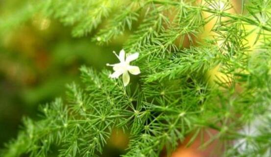 文竹开花吗，每年9-10月间盛放(和睦美满)