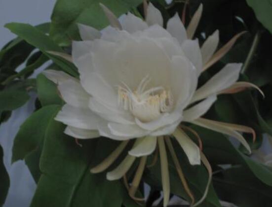 昙花怎么施肥,腐熟的有机肥为主/阴天施肥最佳
