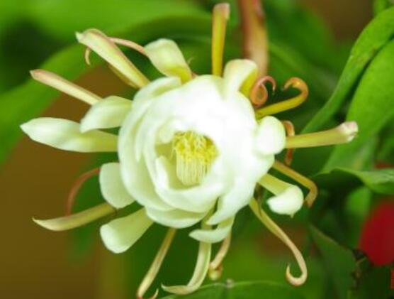 昙花怎么施肥,腐熟的有机肥为主/阴天施肥最佳