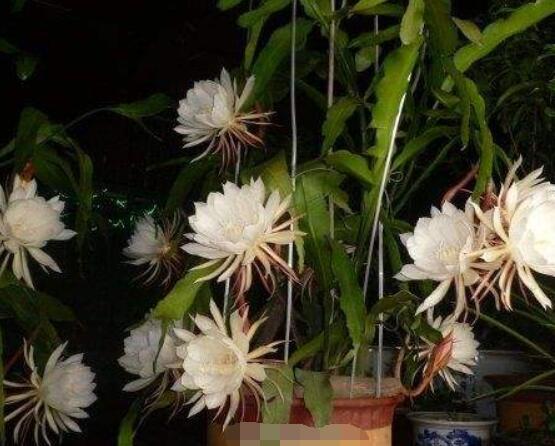 昙花怎么施肥,腐熟的有机肥为主/阴天施肥最佳