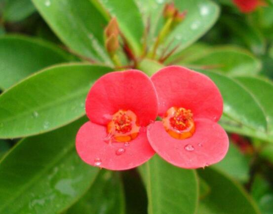 虎刺梅花期多少天，一年四季均可开花(养殖得当)