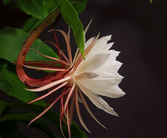 昙花怎么浇水，不同季节不同浇水量(见干见湿)