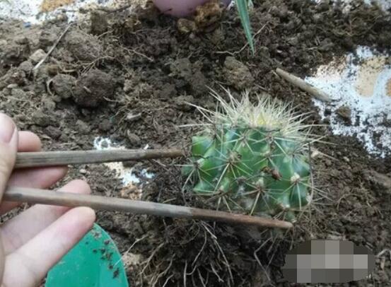 仙人球移栽注意事项，注意不可弄伤根系、及时消毒/土壤微湿润