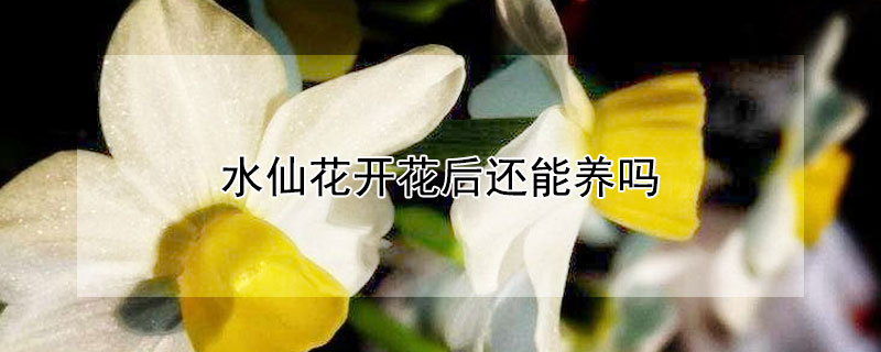 水仙花开花后还能养吗 蓝妖花园