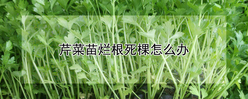 芹菜苗烂根死棵怎么办