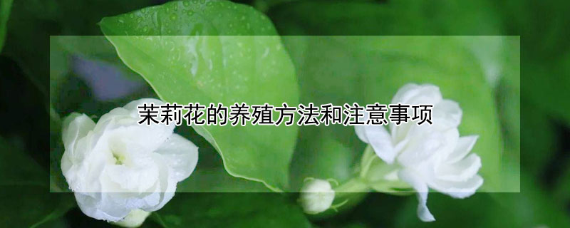 茉莉花的养殖方法和注意事项