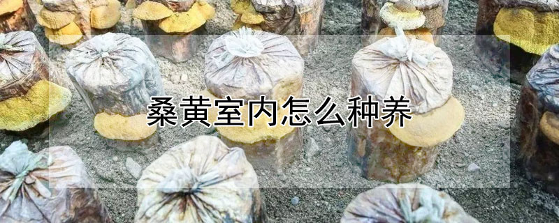 桑黄室内怎么种养