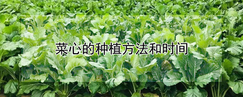 菜心的种植方法和时间