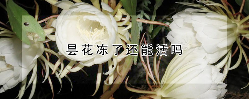 昙花冻了还能活吗