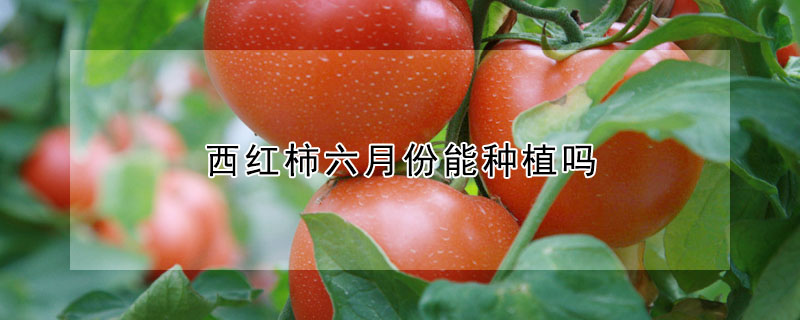 西红柿六月份能种植吗