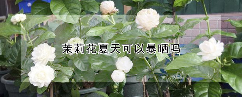 茉莉花夏天可以暴晒吗