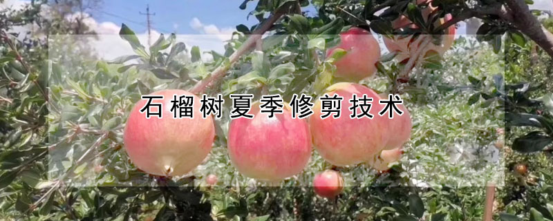 石榴树夏季修剪技术