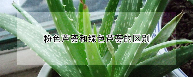 粉色芦荟和绿色芦荟的区别