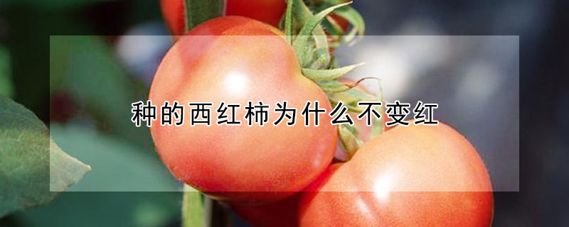 种的西红柿为什么不变红