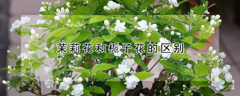 茉莉花和栀子花的区别