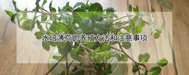 水培薄荷的养殖方法和注意事项