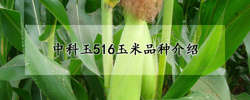 中科玉516玉米品种介绍
