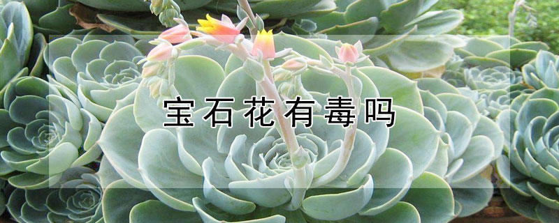 宝石花有毒吗