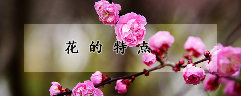 花的特点