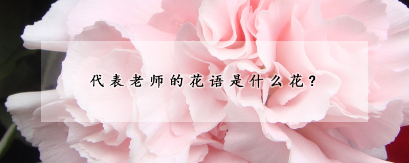 代表老师的花语是什么花?