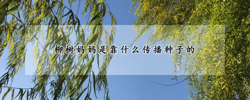 柳树妈妈是靠什么传播种子的