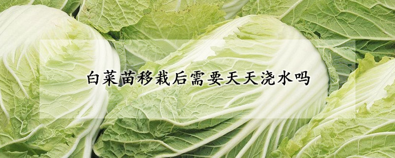 白菜苗移栽后需要天天浇水吗