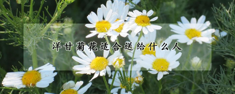 洋甘菊花适合送给什么人