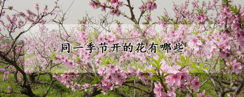 同一季节开的花有哪些