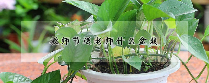 教师节送老师什么盆栽