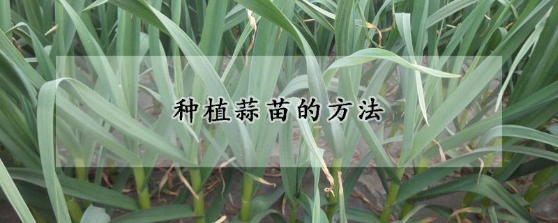 种植蒜苗的方法