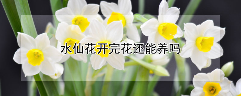 水仙花开完花还能养吗