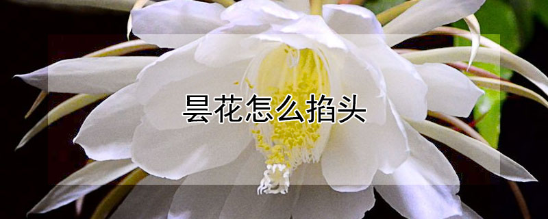 昙花怎么掐头