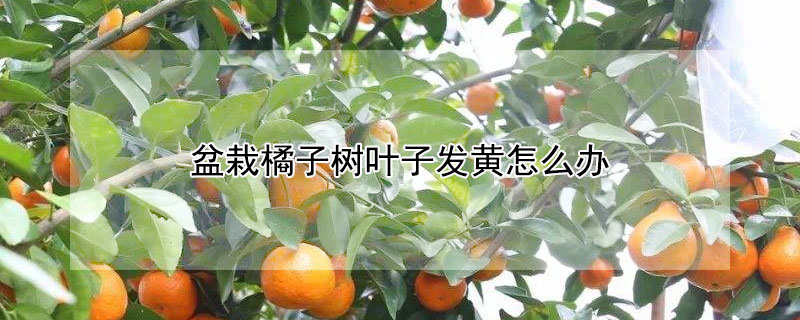盆栽橘子树叶子发黄怎么办