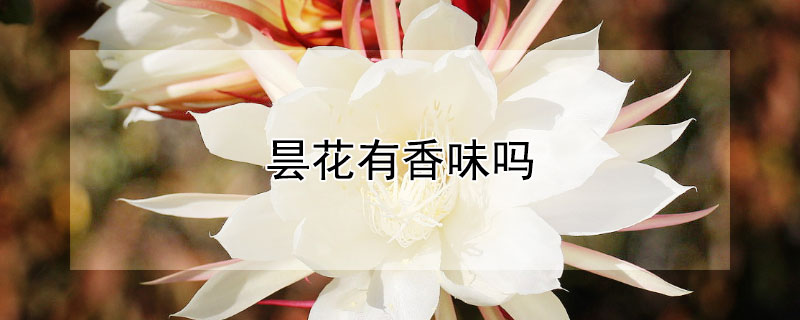 昙花有香味吗