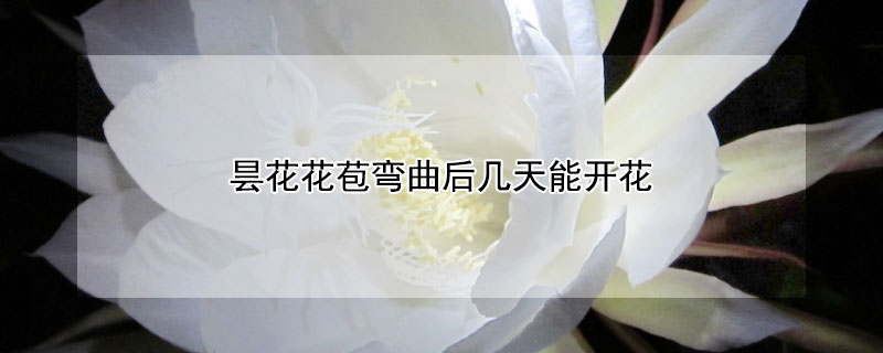 昙花花苞弯曲后几天能开花