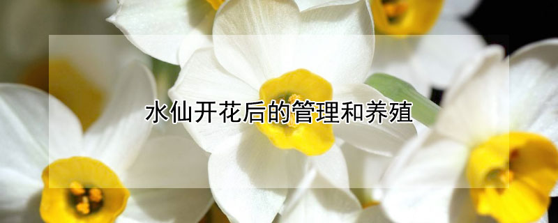 水仙开花后的管理和养殖