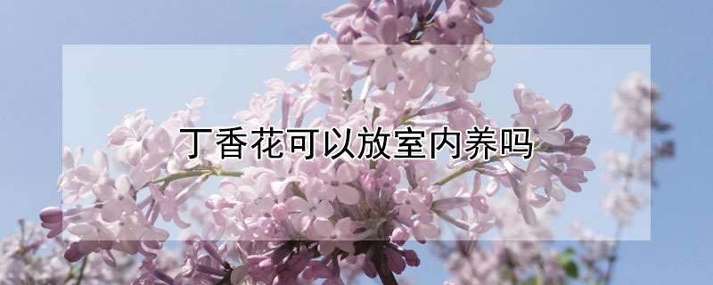 丁香花可以放室内养吗