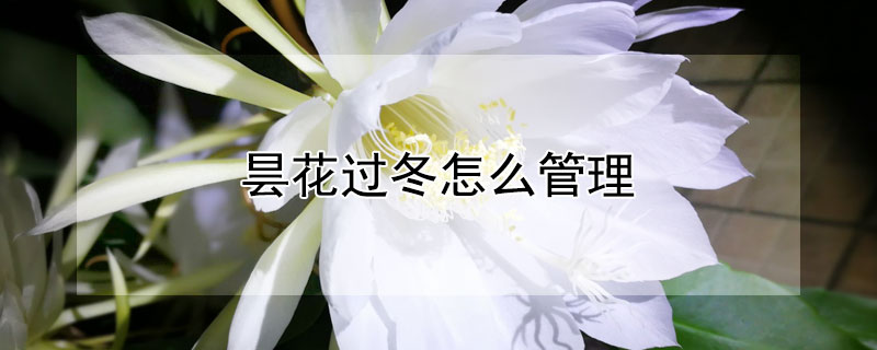 昙花过冬怎么管理